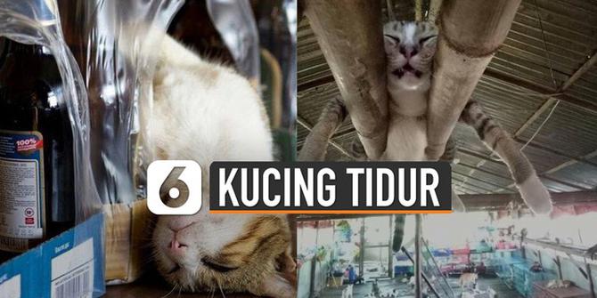 VIDEO: Kucing Bisa Tidur di Mana Saja, Ini Buktinya