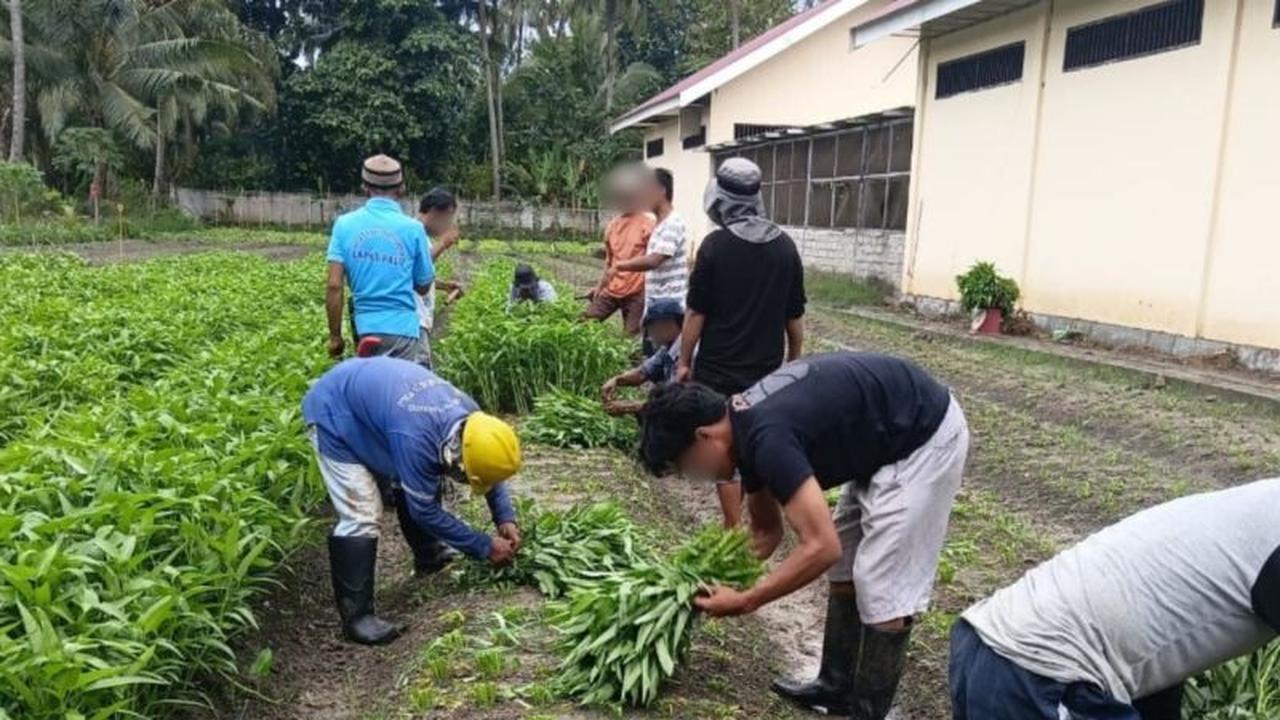 SAE Pertanian Lapas Palu Bekali Warga Binaan Keterampilan Produktif dan Dukung Ketahanan Pangan Nasional
