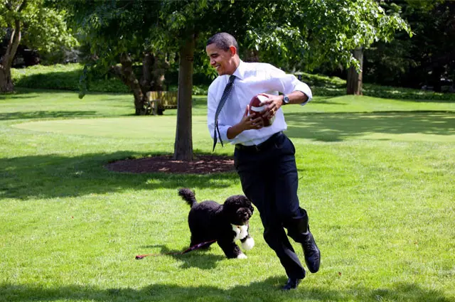 olahraga dengan peliharaan