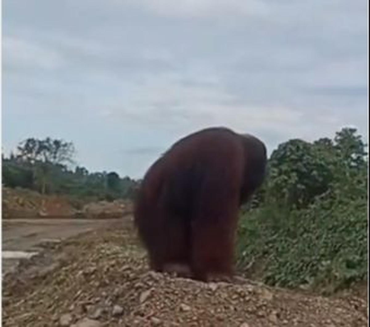 Meski menjadi tontonan, tetapi para pekerja tetap menjaga jarak dengan orangutan.