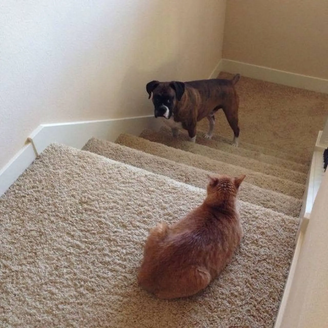 7 Potret Lucu Kucing saat Berkelahi dengan Anjing Ini Kocak - Hot ...