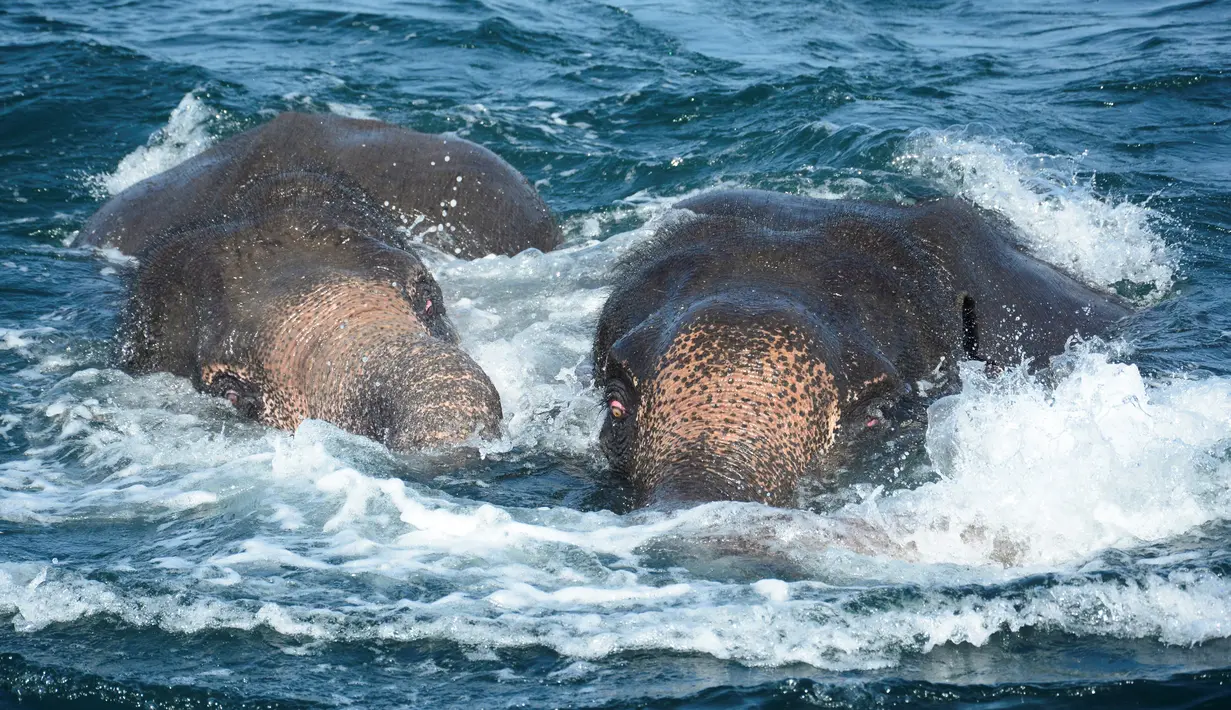 Dua ekor gajah berusaha menjaga belalai mereka berada di atas permukaan laut satu kilometer dari lepas pantai Sri Lanka, Minggu (23/7). Sepasang gajah liar itu berhasil dibawa ke darat usai usaha penyelamatan oleh AL Sri Lanka. (STR/SRI LANKAN NAVY/AFP)