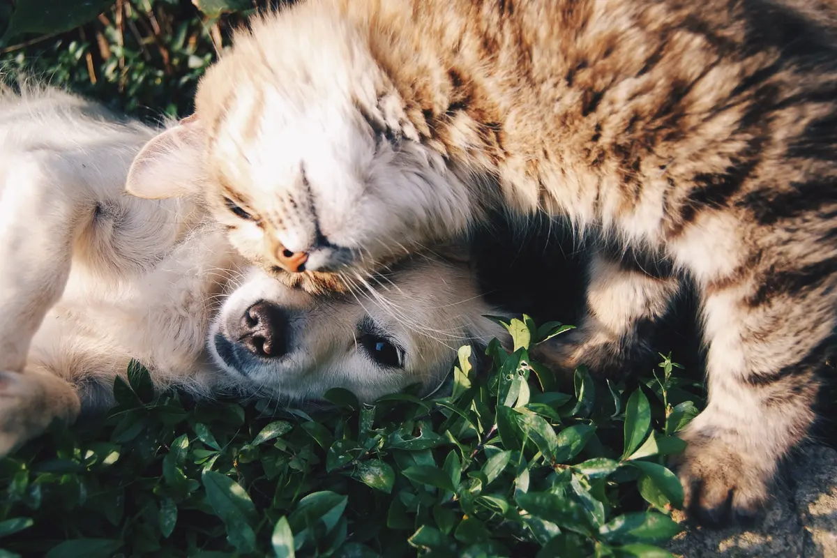 Ilustrasi berlibur kucing dengan anjing kesayangan