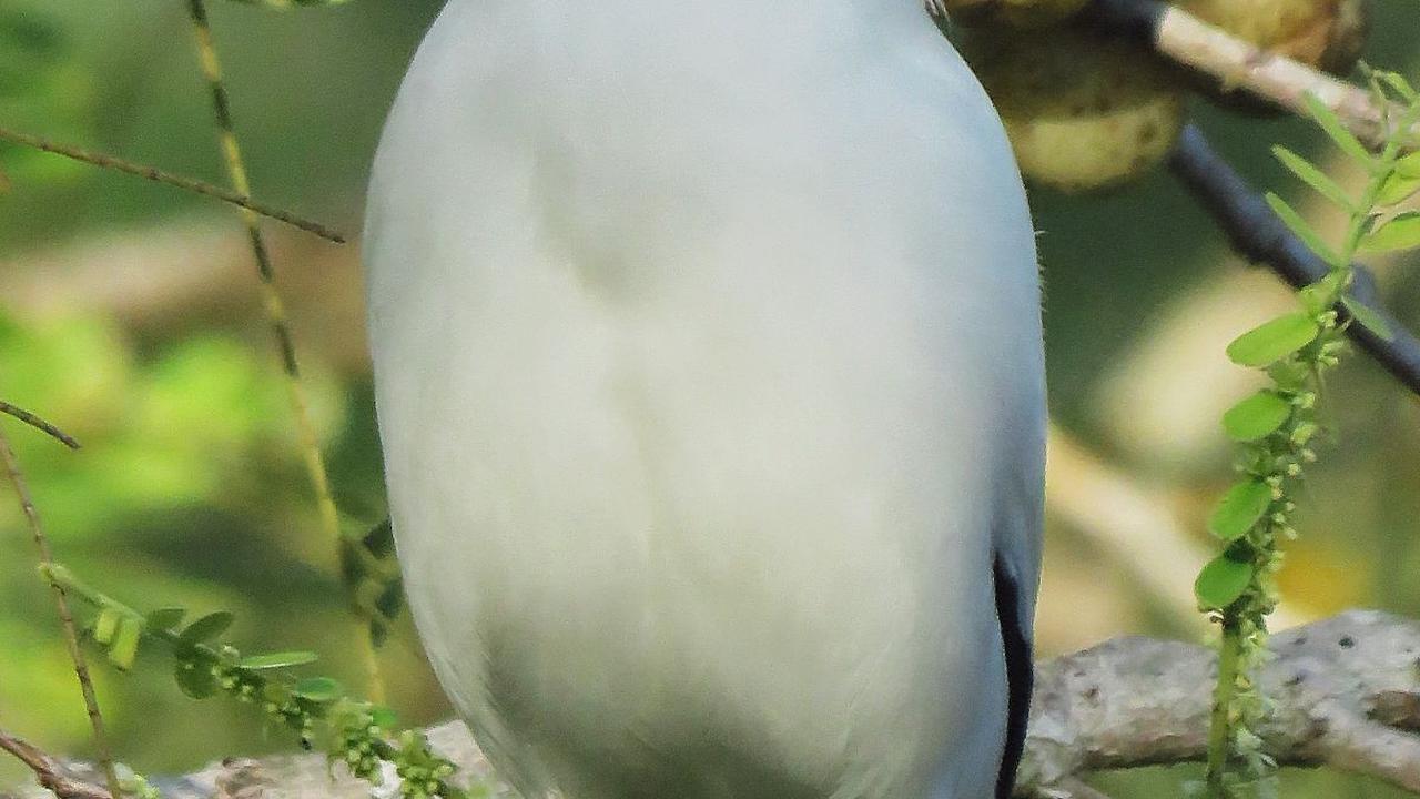 <b>Jalak Bali (Leucopsar rothschildi)</b>