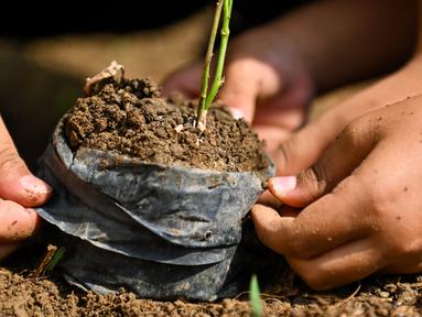 Anak-anak sekolah menanam bibit pohon enjelang Hari Hutan Internasionaldi sebuah sekolah dasar Islam di Banda Aceh pada 16 Maret 2023.(AFP/CHAIDEER MAHYUDDIN)