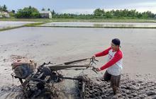 Terungkap! Indonesia Surplus Beras 4 Juta Ton, Percepatan Swasembada Pangan Jadi Kunci Kesejahteraan Petani