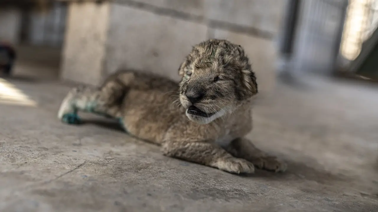 Tiga Anak Singa Lahir di Kebun Binatang Gaza
