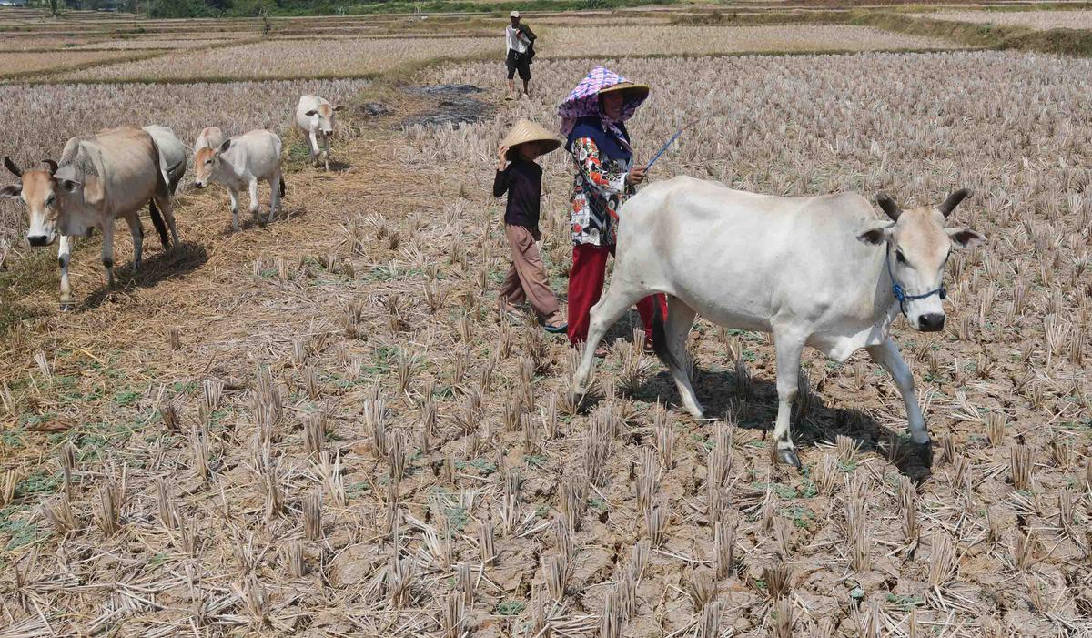 Kekeringan Ekstrem Sebabkan Sawah di Jonggol Mengering