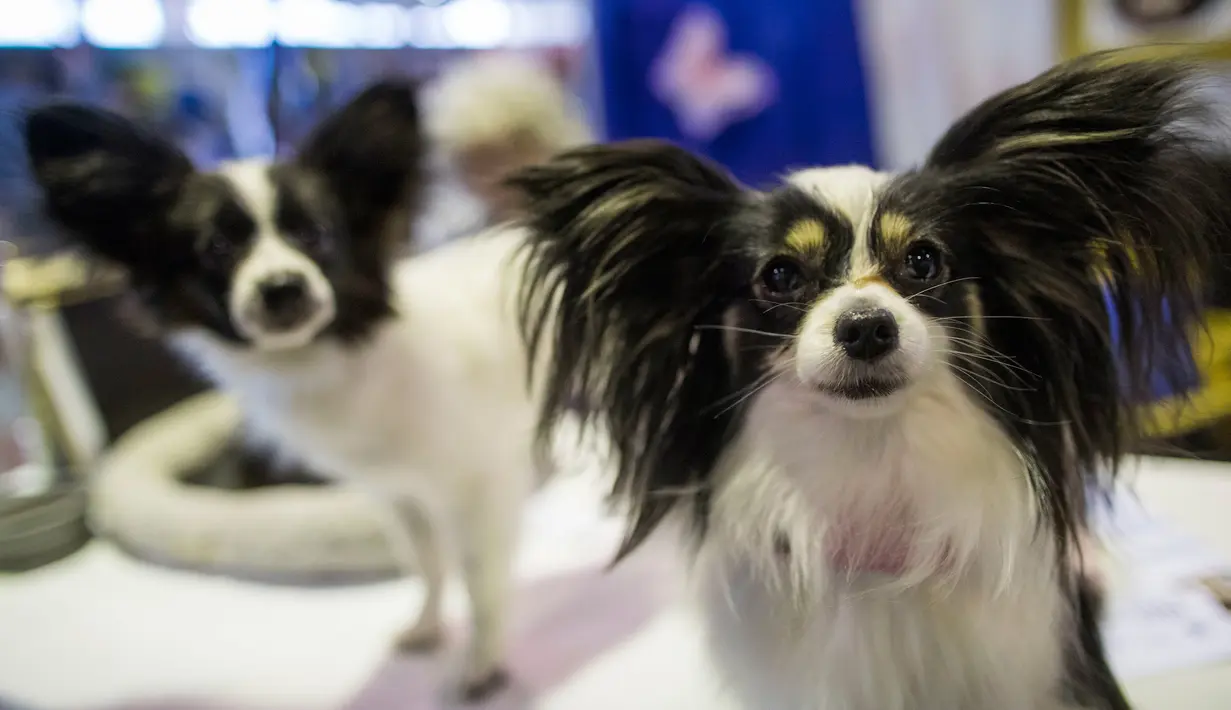 Papillons Willow (kanan) dan Kayla ditampilkan saat bertemu dalam kompetisi Westminster Kennel Club 142nd Annual Dog Show di New York, Amerika Serikat, Sabtu (10/2). (AP Photo/Mary Altaffer)