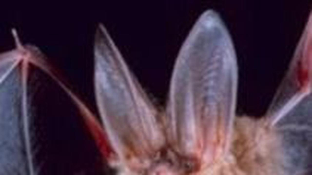 4. Kelelawar<br>