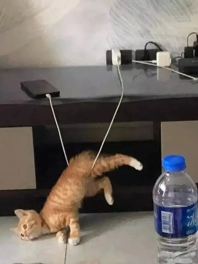 10 Potret Nyeleneh Kucing Tersangkut Waktu Usil, Penampakannya Bikin Nyengir