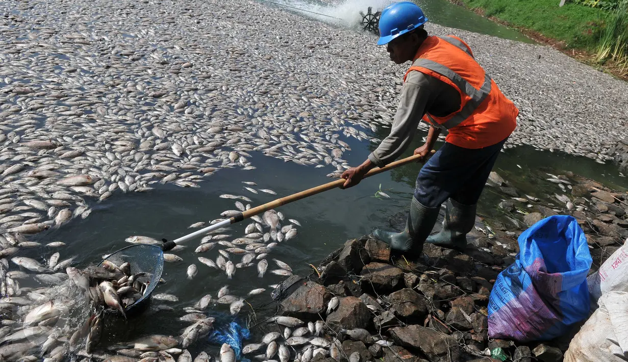 Pekerja membersihkan ikan mati di Danau Citra 6 Perumahan Citra Garden City, Kalideres, Jakarta, Sabtu (19/12). Ribuan ikan mati diduga akibat fenomena alam yaitu perubahan cuaca yang ektrim sehingga merusak ekosistem danau. (Liputan6.com/Gempur M Surya)