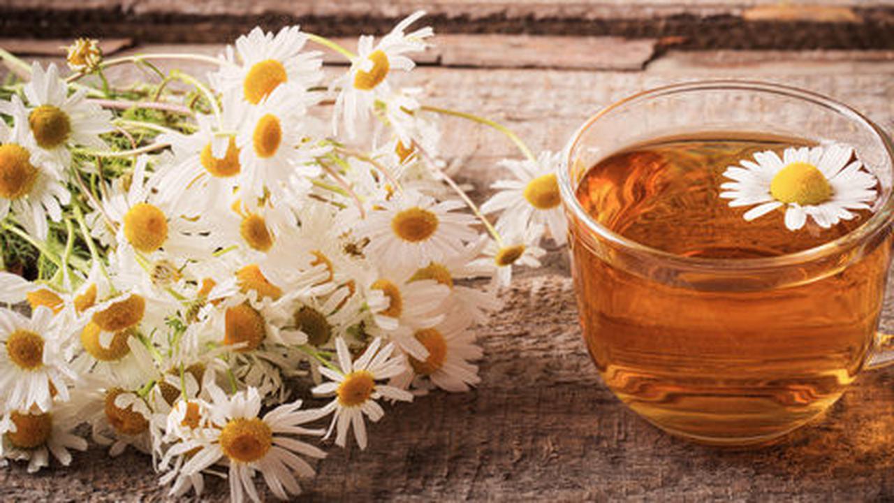 Teh chamomile, teh cantik yang menyehatkan tubuh