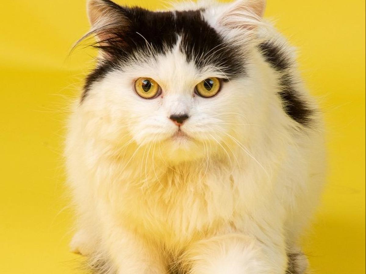 Kekurangan Dry Food Kucing