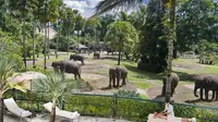 Berwisata ke Lombok? Coba Kunjungi Lombok Elephant Park