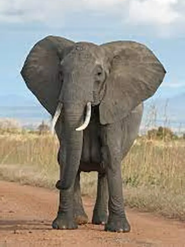Gajah