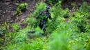 Prajurit Tentara Indonesia  Angkatan Darat memusnahkan tanaman ganja selama selama penggerebekan ladang ganja di Indrapuri, provinsi Aceh, Sabtu (06/07/2026). (AFP/ Chaideer Mahyuddin)