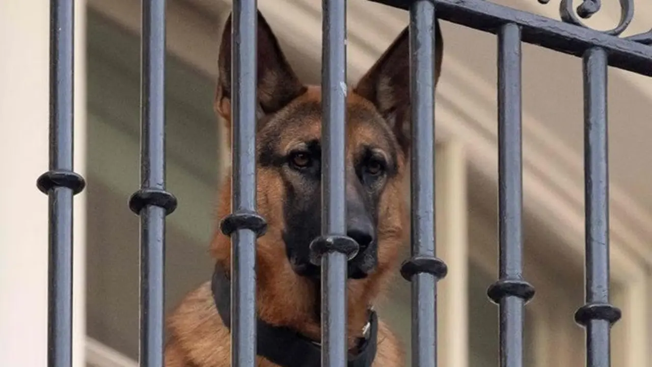 Commander, anjing milik keluarga Joe Biden.