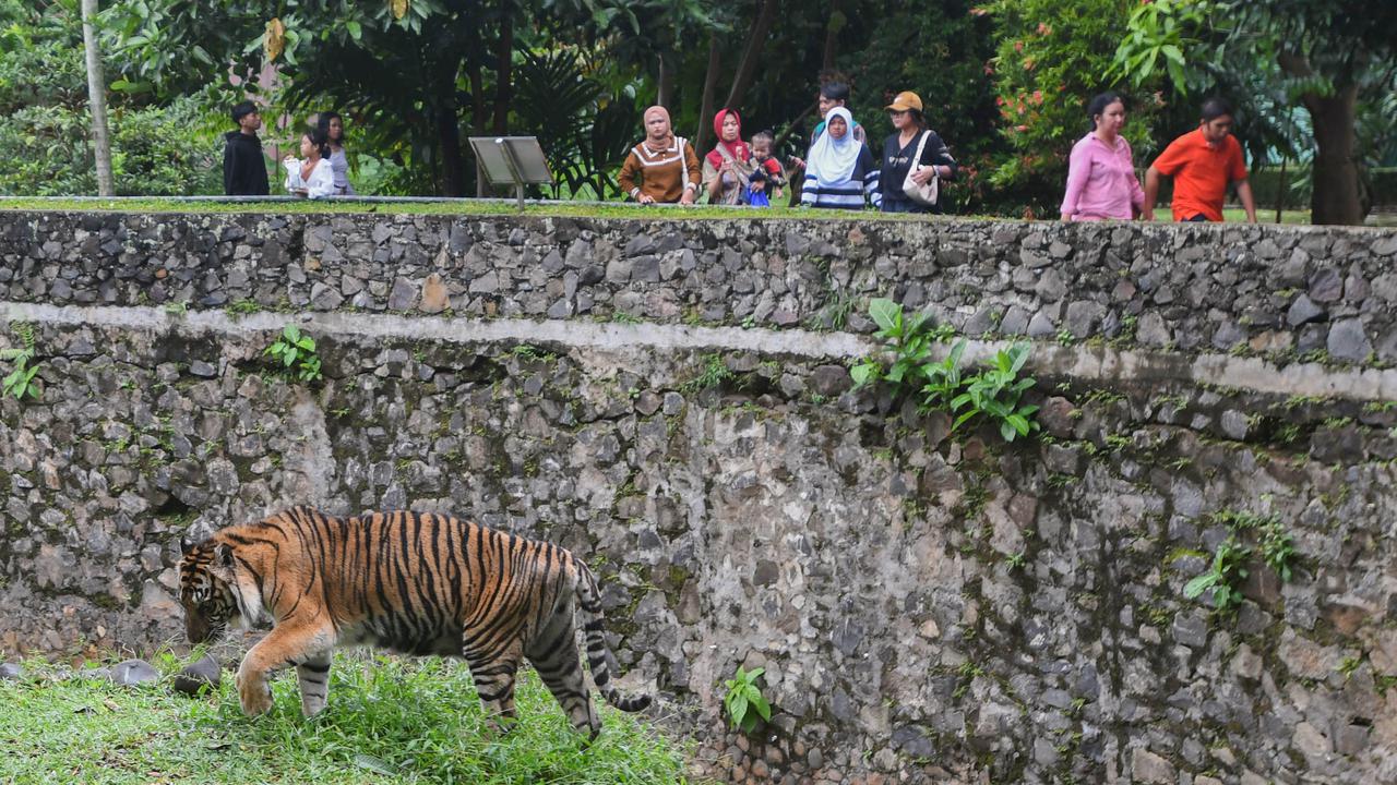 Kebun Binatang Ragunan Bakal 'Dipoles', Ada Pembagian Zona Satwa