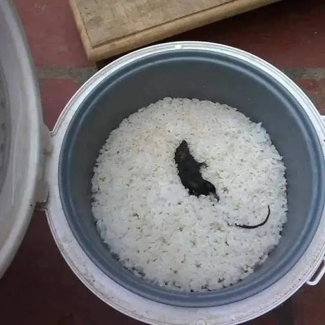 6 Momen Apes Temukan Tikus di Makanan Ini Bikin Mual, Jadi Hilang Nafsu