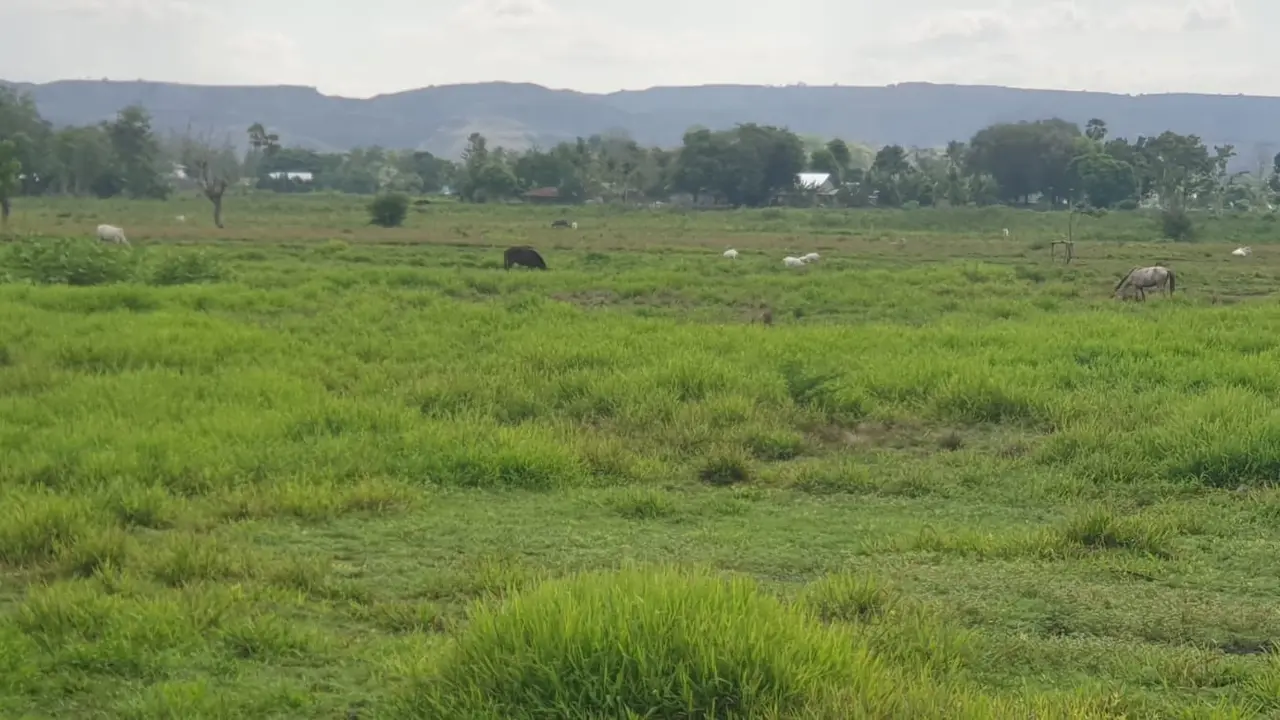 Lansekap alam Sumba cocok untuk peternakan hingga wisata. (Foto: Liputan6.com/Unsoed)