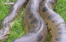 Anaconda Terbesar yang Pernah Ditemukan di Dunia, Panjang 10 Meter dan Bobot 400 Kg