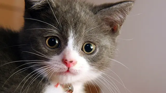 Foto: Copyright tippvet