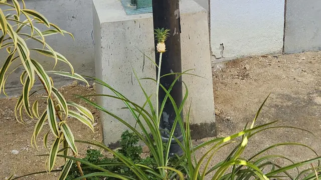 10 Potret Kocak Orang Gagal Berkebun, Hasil Panennya Mengecewakan