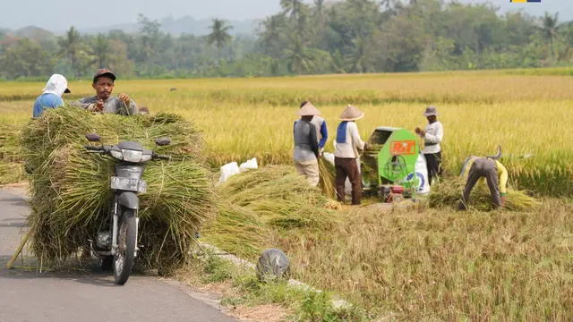 Tak Punya Saluran Irigasi, Bendungan Sermo Dongkrak 273% Pola Tanam Padi