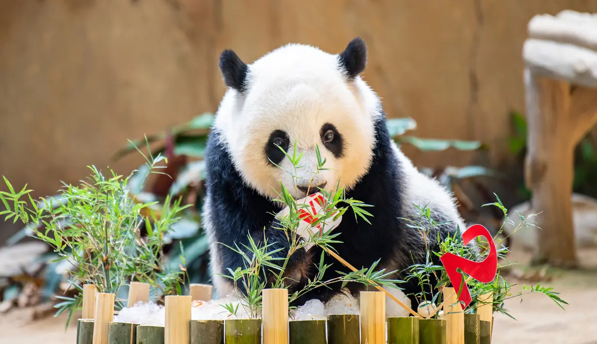Panda raksasa Yi Yi menikmati kudapan ulang tahun di Kebun Binatang Nasional Malaysia, Selasa (14/1/2020). Yi Yi merupakan panda raksasa kedua yang lahir di Malaysia. (Xinhua/Zhu Wei)