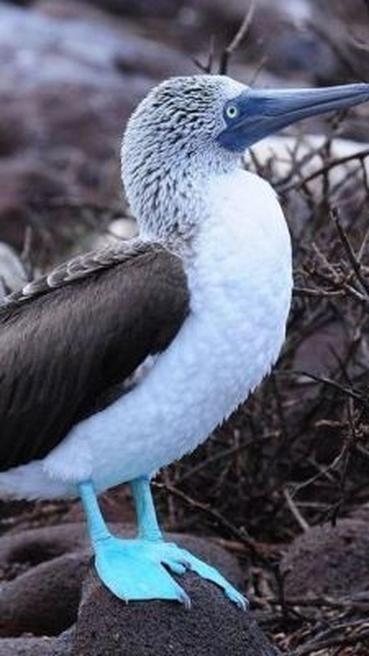 6. Angsa Batu Berkaki Biru<br>