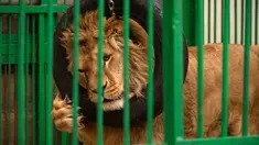 Seekor singa bermain dalam tempat penampungan hewan yang trauma akibat perang, yang dikelola oleh Natalia Popova, di Chubynske, Ukraina, 1 Maret 2023. Popova bekerja sama dengan kelompok perlindungan hewan UA Animals telah menyelamatkan ratusan hewan dari perang. (AP Photo/Vadim Ghirda)