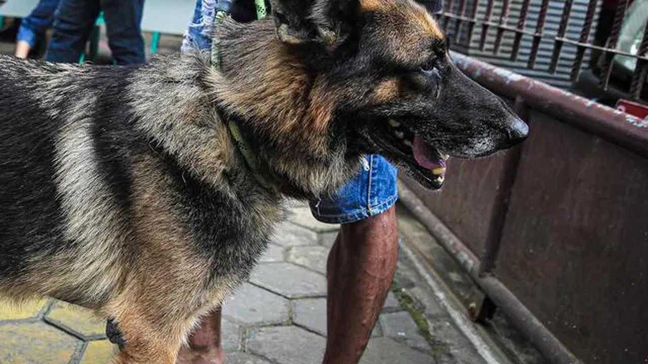 Pasca kejadian tersebut, Wardan langsung meminta Dinas Tanaman Pangan, Hortikultura dan Peternakan Pemkab Inhil dan Dinas Kesehatan untuk dapat bergerak cepat melaksanakan vaksinasi. Dia juga berharap kerja sama TNI Polri dalam mengedukasi masyarakat soal