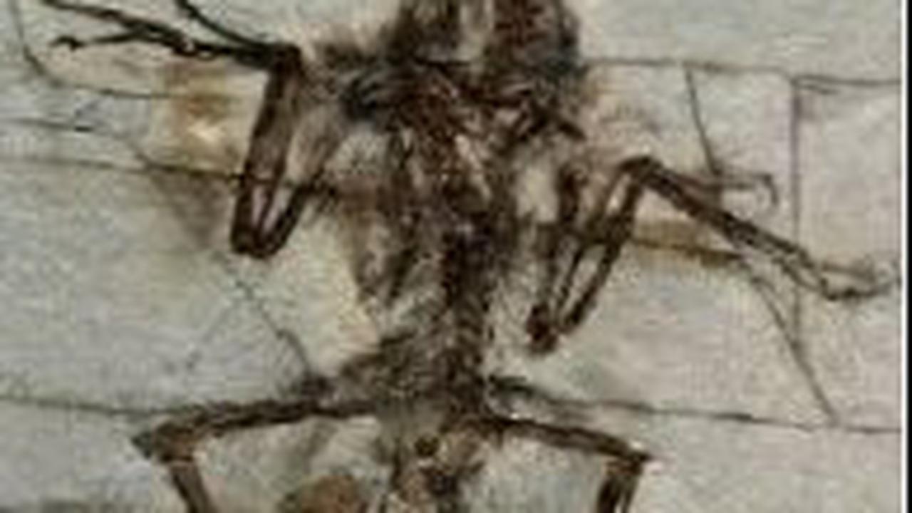 Fosil Kaki Microraptor Buktikan Perilakunya Mirip Elang saat Menangkap Mangsa