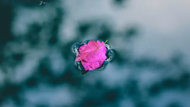 Manfaat air mawar untuk kulit