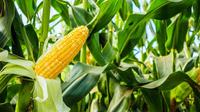 Jagung adalah tanaman unggulan di pegunungan Kendeng, tapi sekarang petani mulai diversifikasi. Foto: liputan6.com/felek wahyu&nbsp;