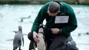 Penjaga memeriksa seekor penguin saat sensus tahunan di Kebun Binatang ZSL London, Inggris, Kamis (2/1/2020). Kebun Binatang ZSL London melakukan sensus tahunan terhadap lebih dari 500 spesies. (AP Photo/Frank Augstein)