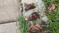 Ratusan Burung Pipit Mati di Bali, Balai KSDA: Tidak Ada Indikasi Wabah Penyakit. Foto: Balai KSDA Bali.