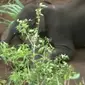 Seekor induk gajah berusia 25 tahun mati mendadak sehingga anaknya yang berusia 2 tahun terus mencoba untuk menghidupkannya kembali. (Sumber Reuters via Daily Mail)