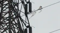 Tim PLN Jawa Timur kembali menemukan layang-layang yang menyangkut pada penghantar 150 kV Ujung-Bangkalan. (Foto: Dok PLN)