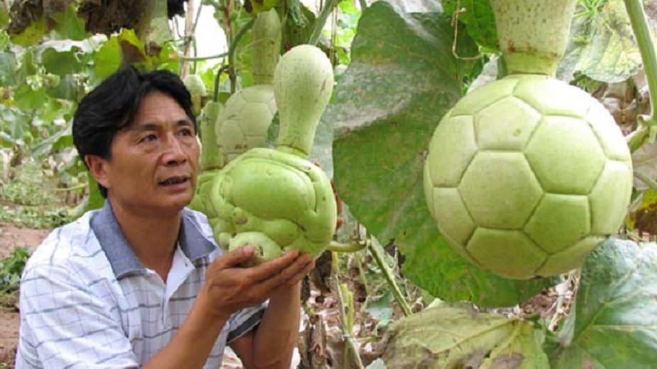 Cetakan Buah