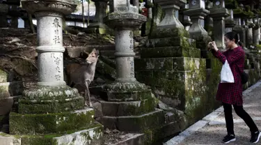 Seorang turis mengambil gambar rusa ketika mengunjungi taman Nara di kota Nara, Jepang pada 7 Desember 2018. Taman Nara yang memiliki luas 600 hektare ini, menjadi tempat tinggal bagi lebih dari 1.000 ekor rusa liar. (Behrouz MEHRI / AFP)