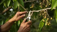 Cara Pemangkasan Pohon Kelengkeng agar Cepat Berbuah, Panduan Lengkap dari Bentuk hingga Panen