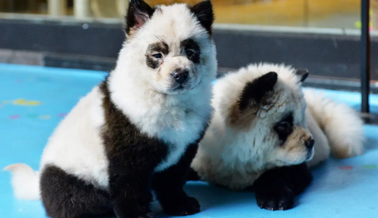 Anjing-anjing jenis Chow Chow dicat putih dan hitam menyerupai panda di kafe Cute Pet Games di kota Chengdu, China, 23 Oktober 2019. Pemilik kafe juga menawarkan jasa cat bulu anjing menjadi putih dan hitam dengan harga 1.500 yuan, atau sekitar Rp 3 juta. (STR / AFP)