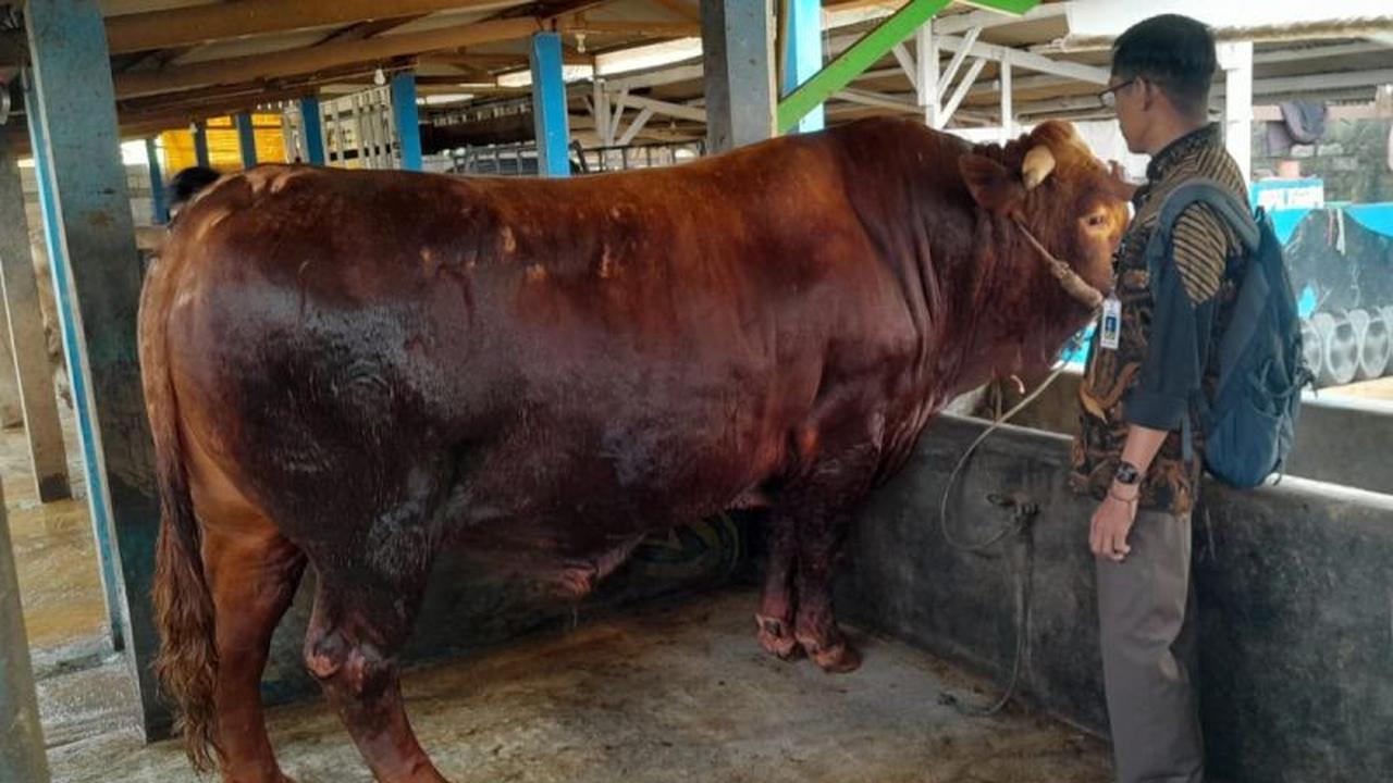 Pemkab Banyumas Imbau Manfaatkan RPH Pemerintah untuk Kurban Aman dan Halal