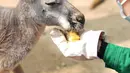 Petugas pemelihara hewan memberi makan kanguru di Kebun Binatang Wuhan di Wuhan, Provinsi Hubei, China tengah, pada 13 Maret 2020. Puluhan karyawan di kebun binatang tersebut tetap melakukan pekerjaan mereka dengan memberi makan dan disinfeksi pada hampir seribu hewan di sana. (Xinhua/Cai Yang)