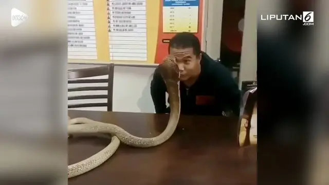 Seorang pria lakukan aksi berbahaya dengan membaca ditemani ular kobra. Beberapa kali pria ini hampir dipatuk ular berbisa tersebut.