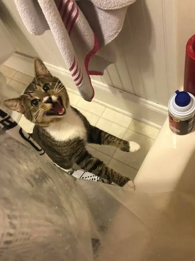 Kucing Caper