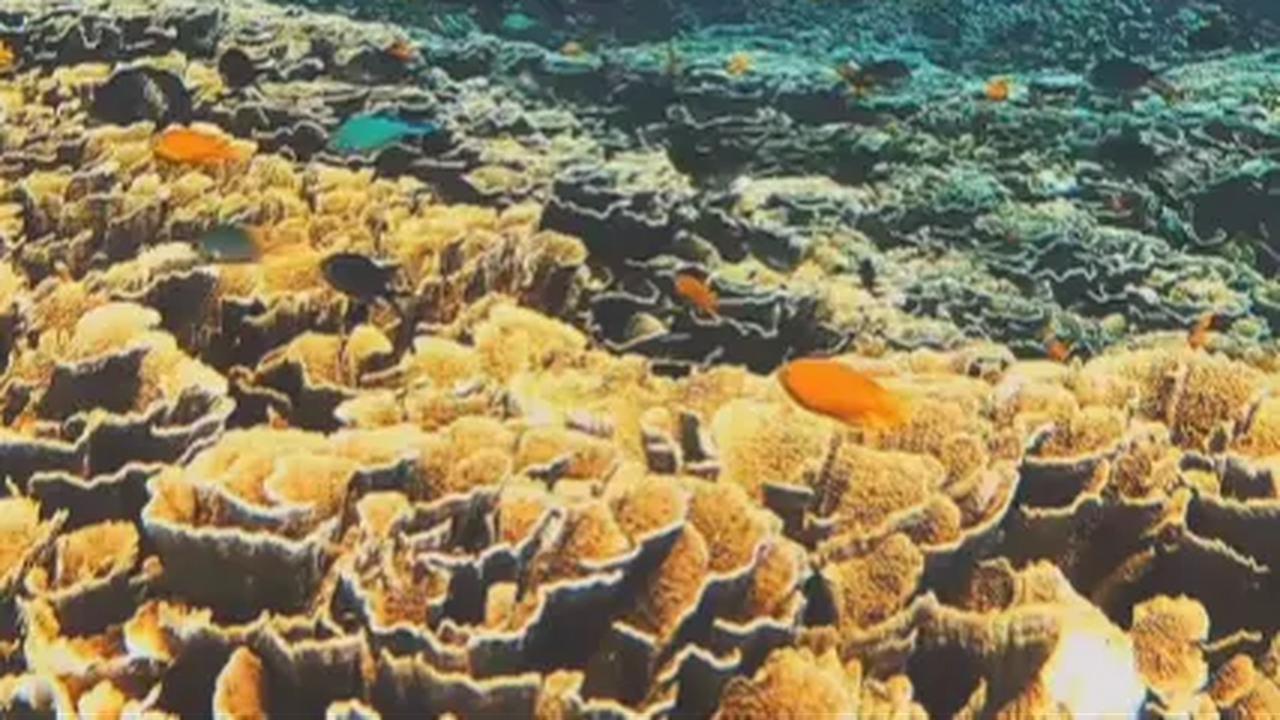 Menyaksikan Pernak-pernik Biota Laut di Coral House Banyuwangi, Sensasinya seperti di Laut Lepas