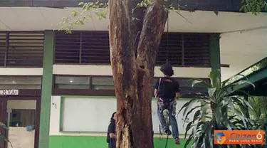 Citizen6, Jakarta: anggota UKM caterva selalu berlatih memanjat dengan sarana pohon angsana yang berada didepan ruangan UKM Caterva (Pengirim: kelompok 23)